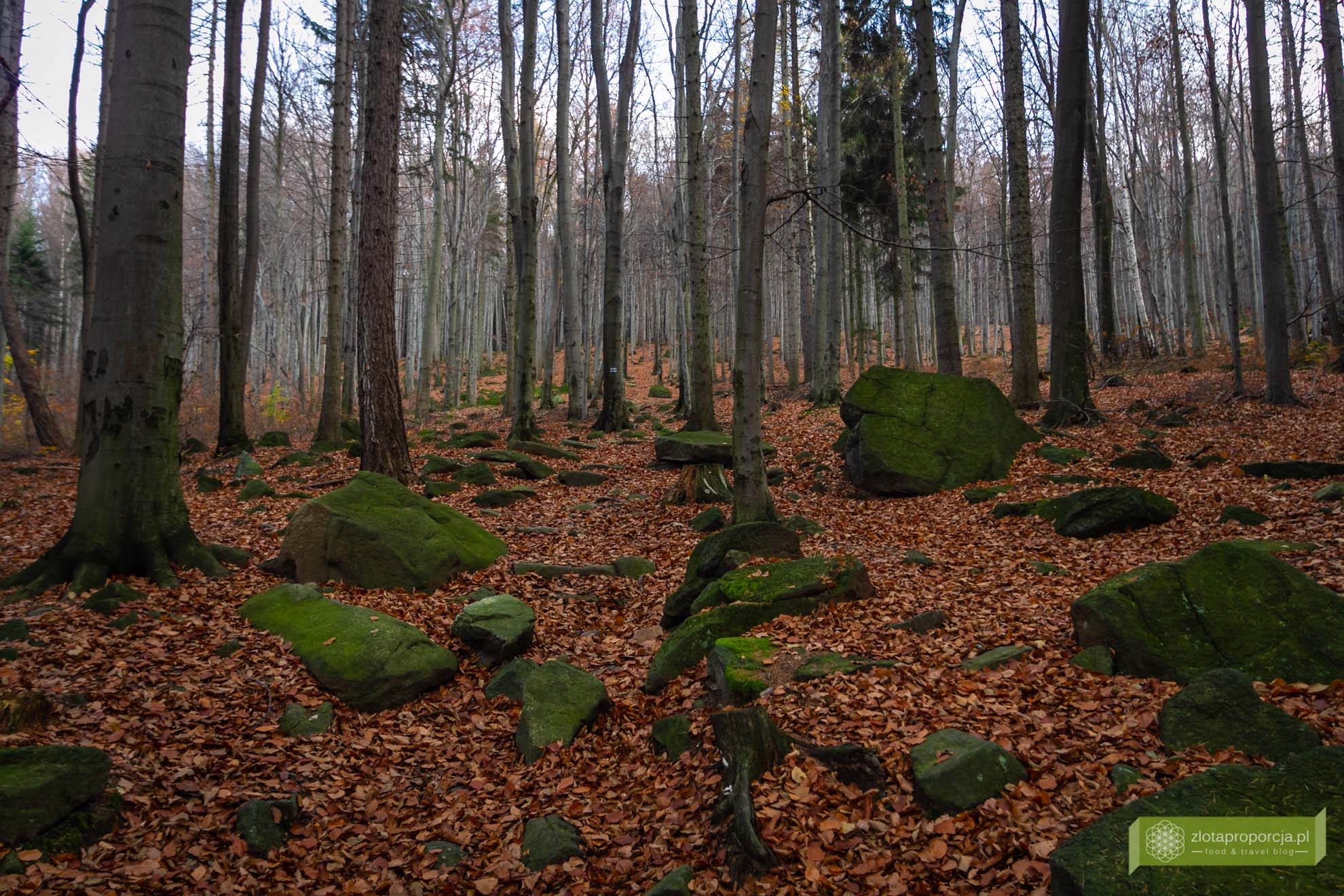 Ślęża; Góra Ślęża; Masyw Ślęży; okolice Wrocławia; Ślęża szlaki; Ślęża legendy; miejsce mocy; Góra mocy;