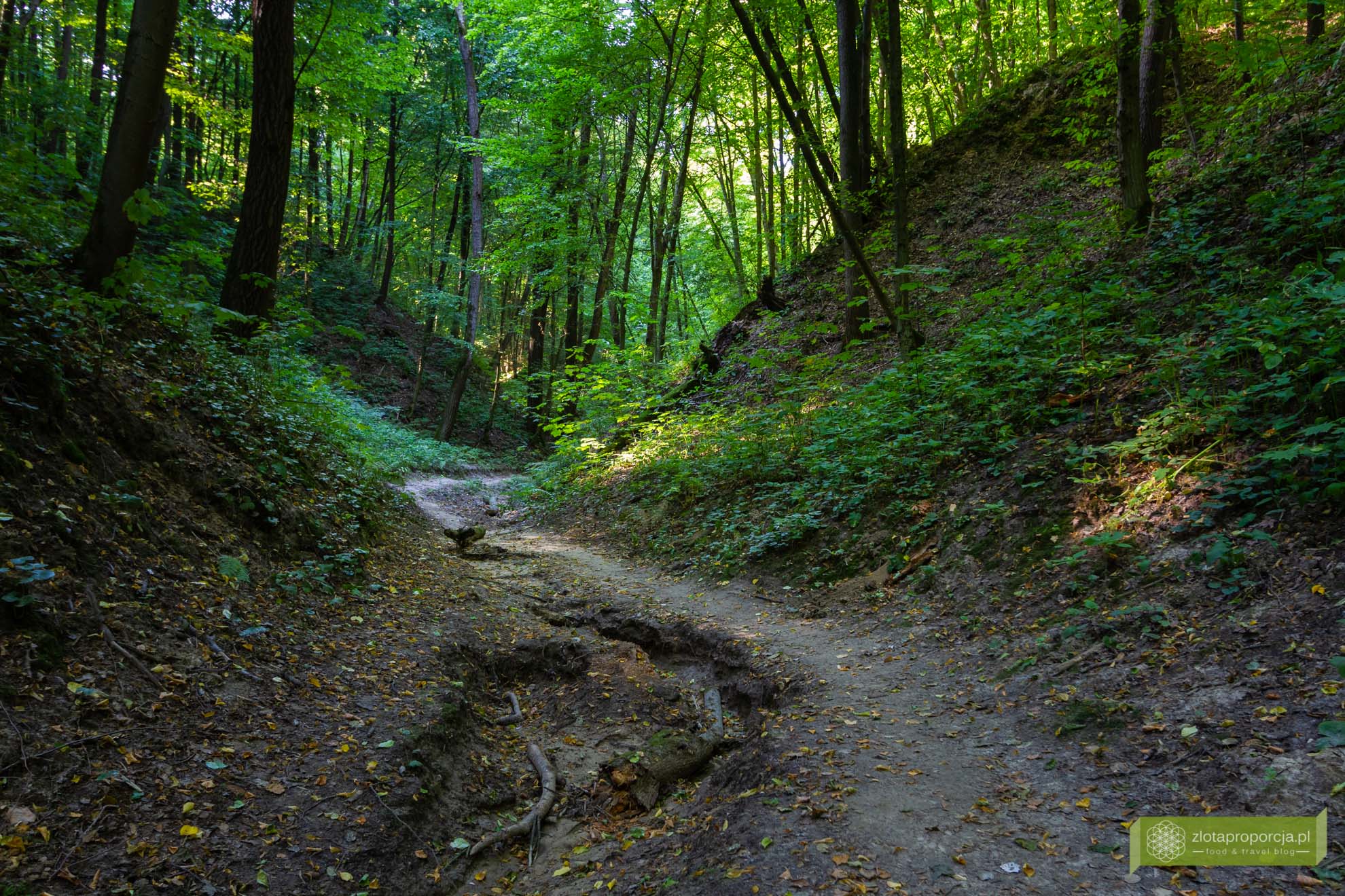 naleczow_1253