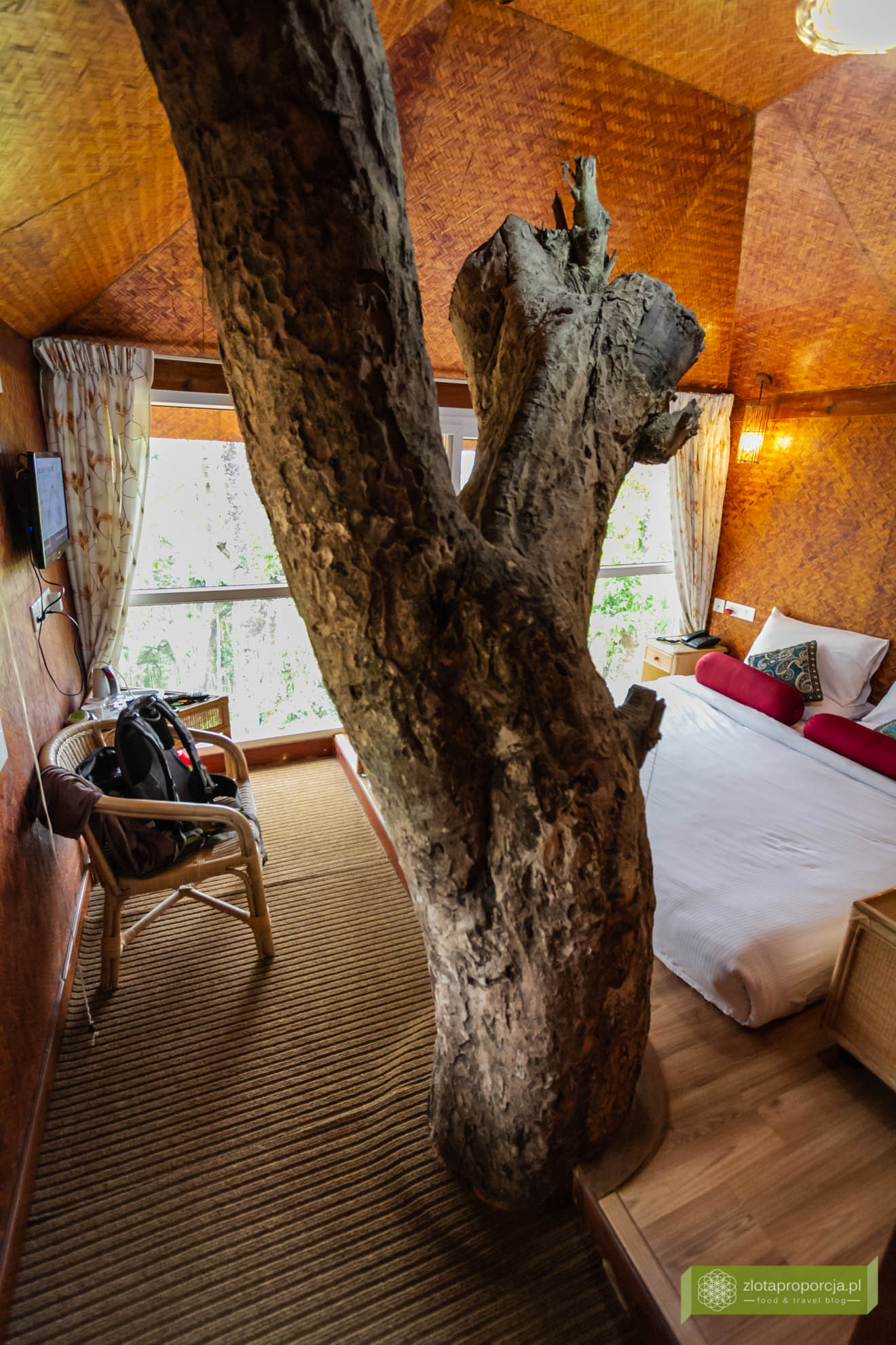 Munnar, Indie, Kerala,; plantacja przypraw, przyprawy w Kerali; ciekawe miejsca Kerala, atrakcje Kerala; , domek na drzewie