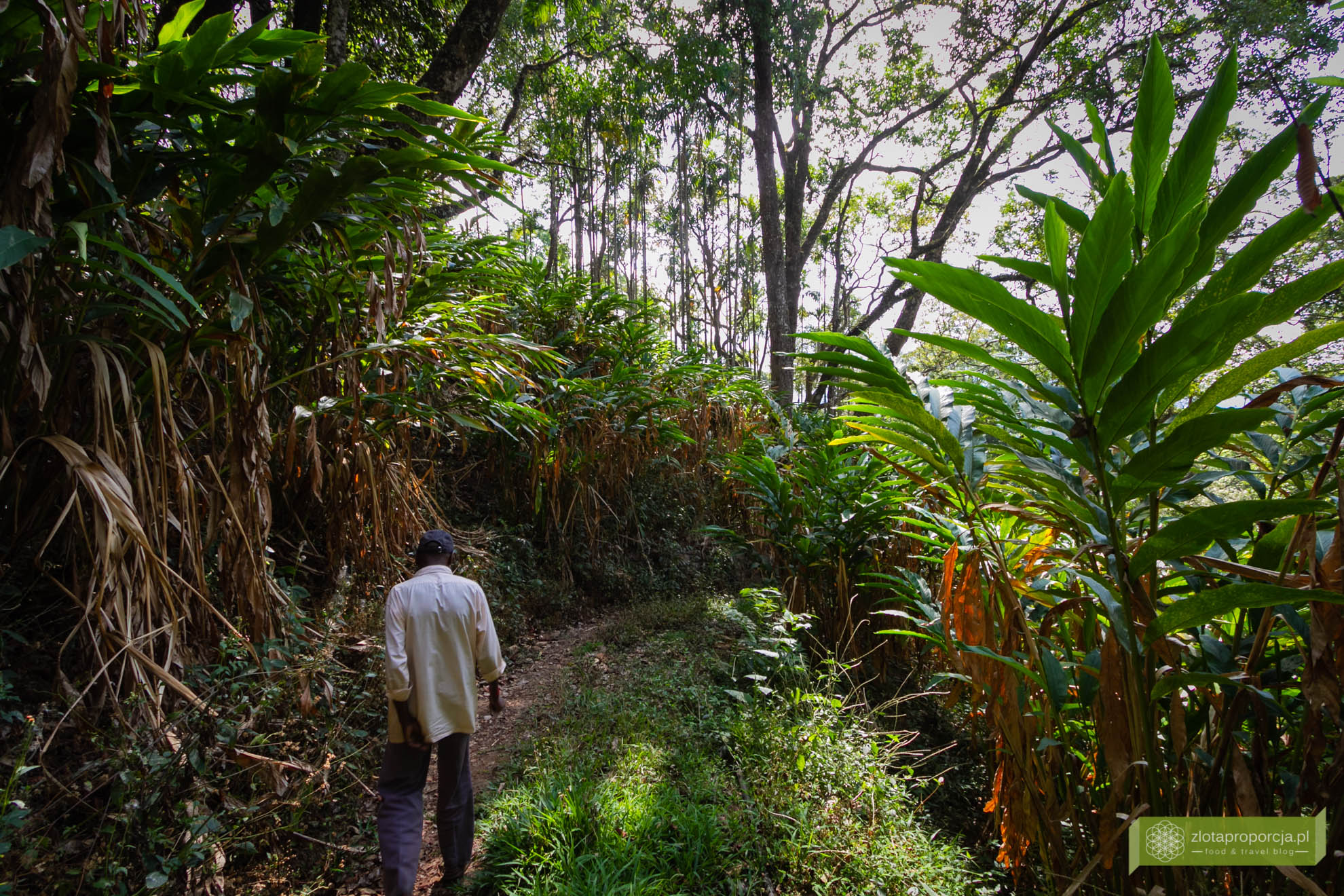 Munnar, Indie, Kerala,; plantacja przypraw, przyprawy w Kerali; ciekawe miejsca Kerala, atrakcje Kerala;