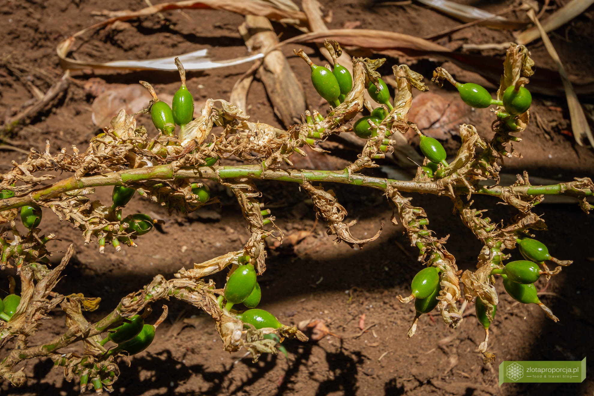 Munnar, Indie, Kerala,; plantacja przypraw, przyprawy w Kerali; ciekawe miejsca Kerala, atrakcje Kerala;