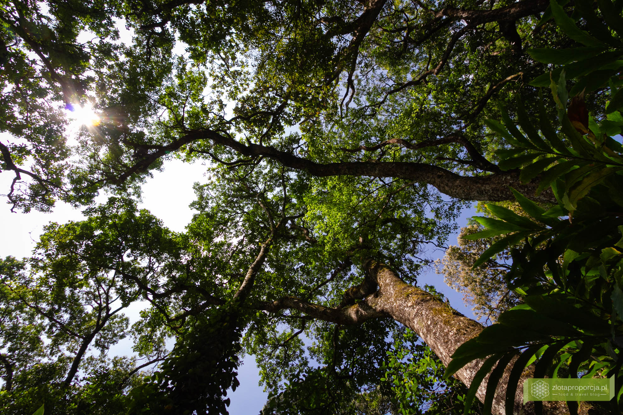 Munnar, Indie, Kerala,; plantacja przypraw, przyprawy w Kerali; ciekawe miejsca Kerala, atrakcje Kerala;