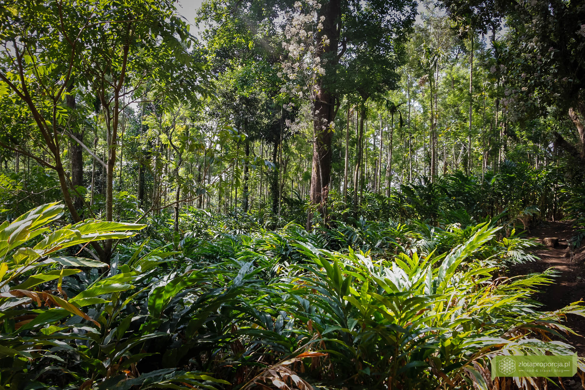 Munnar, Indie, Kerala,; plantacja przypraw, przyprawy w Kerali; ciekawe miejsca Kerala, atrakcje Kerala;