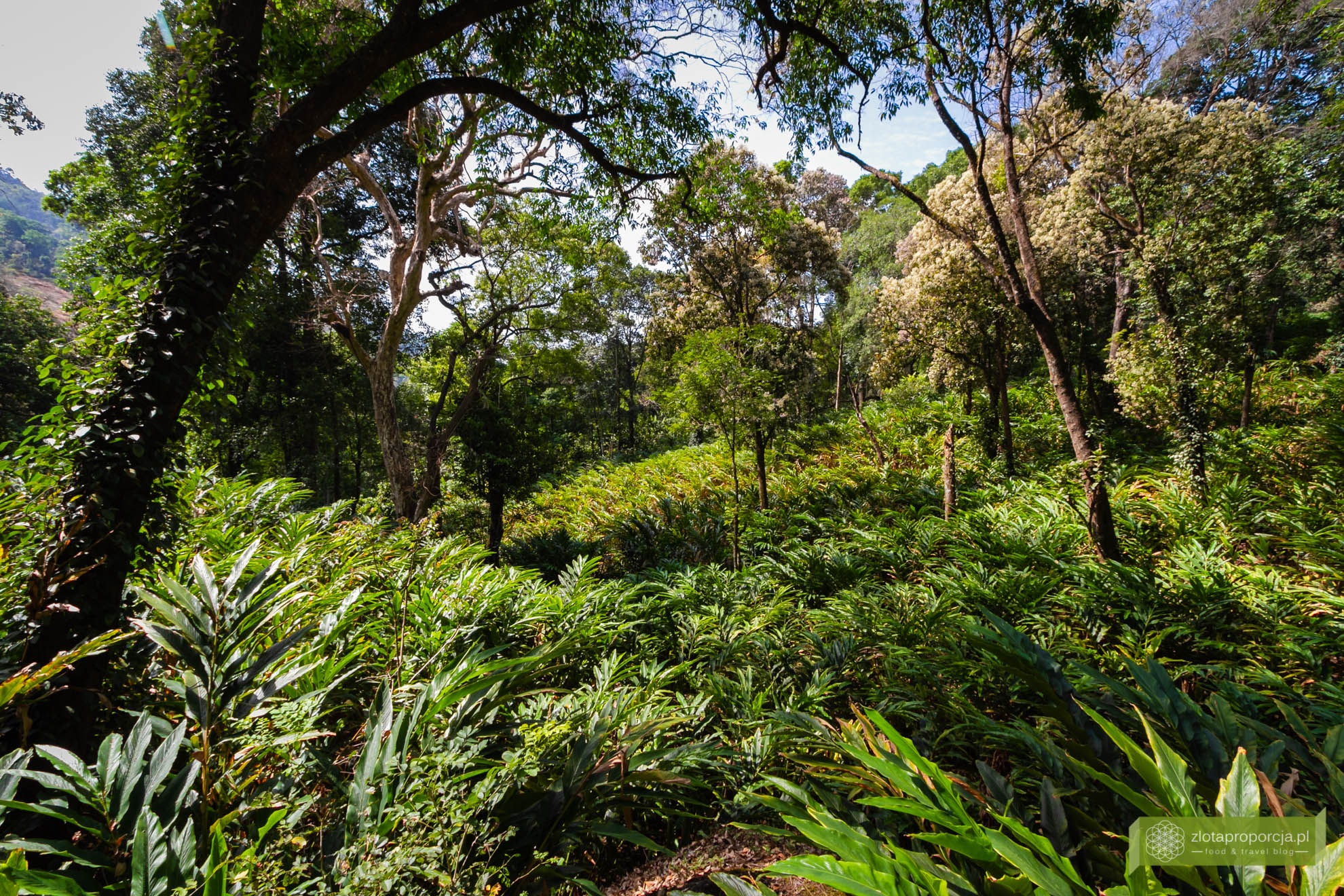 Munnar, Indie, Kerala,; plantacja przypraw, przyprawy w Kerali; ciekawe miejsca Kerala, atrakcje Kerala;