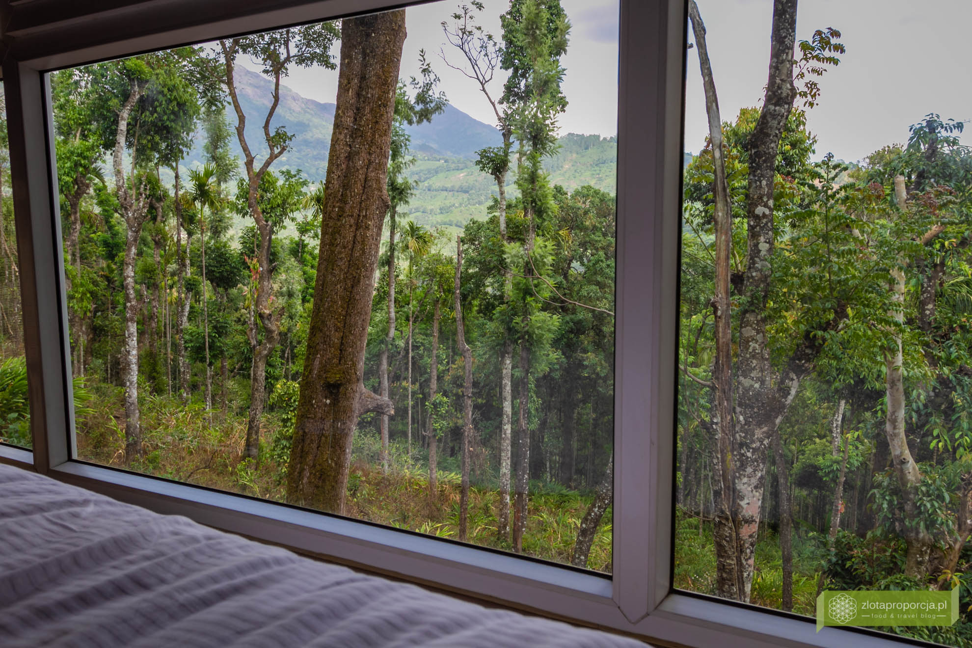 Munnar, Indie, Kerala,; plantacja przypraw, przyprawy w Kerali; ciekawe miejsca Kerala, atrakcje Kerala; , domek na drzewie