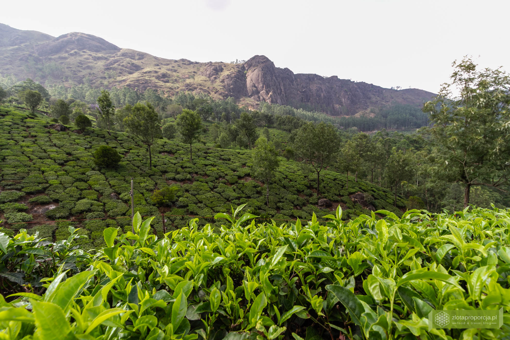 Munnar, Indie, Kerala,; plantacja herbaty, plantacje w Kerali; ciekawe miejsca Kerala, atrakcje Kerala; jak powstaje herbata