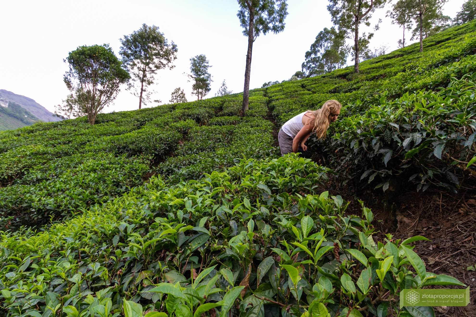 Munnar, Indie, Kerala,; plantacja herbaty, plantacje w Kerali; ciekawe miejsca Kerala, atrakcje Kerala; jak powstaje herbata