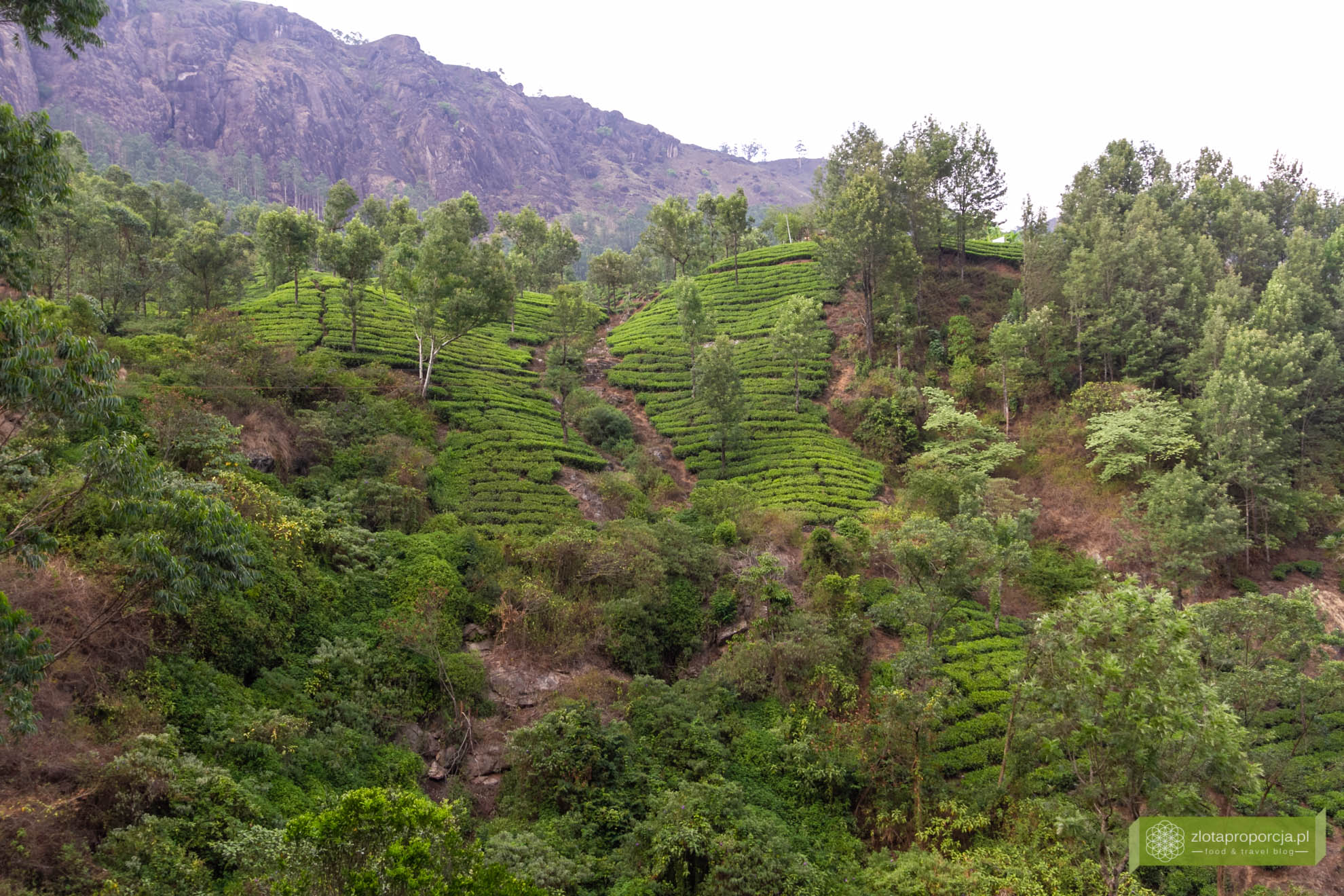Munnar, Indie, Kerala,; plantacja herbaty, plantacje w Kerali; ciekawe miejsca Kerala, atrakcje Kerala; jak powstaje herbata
