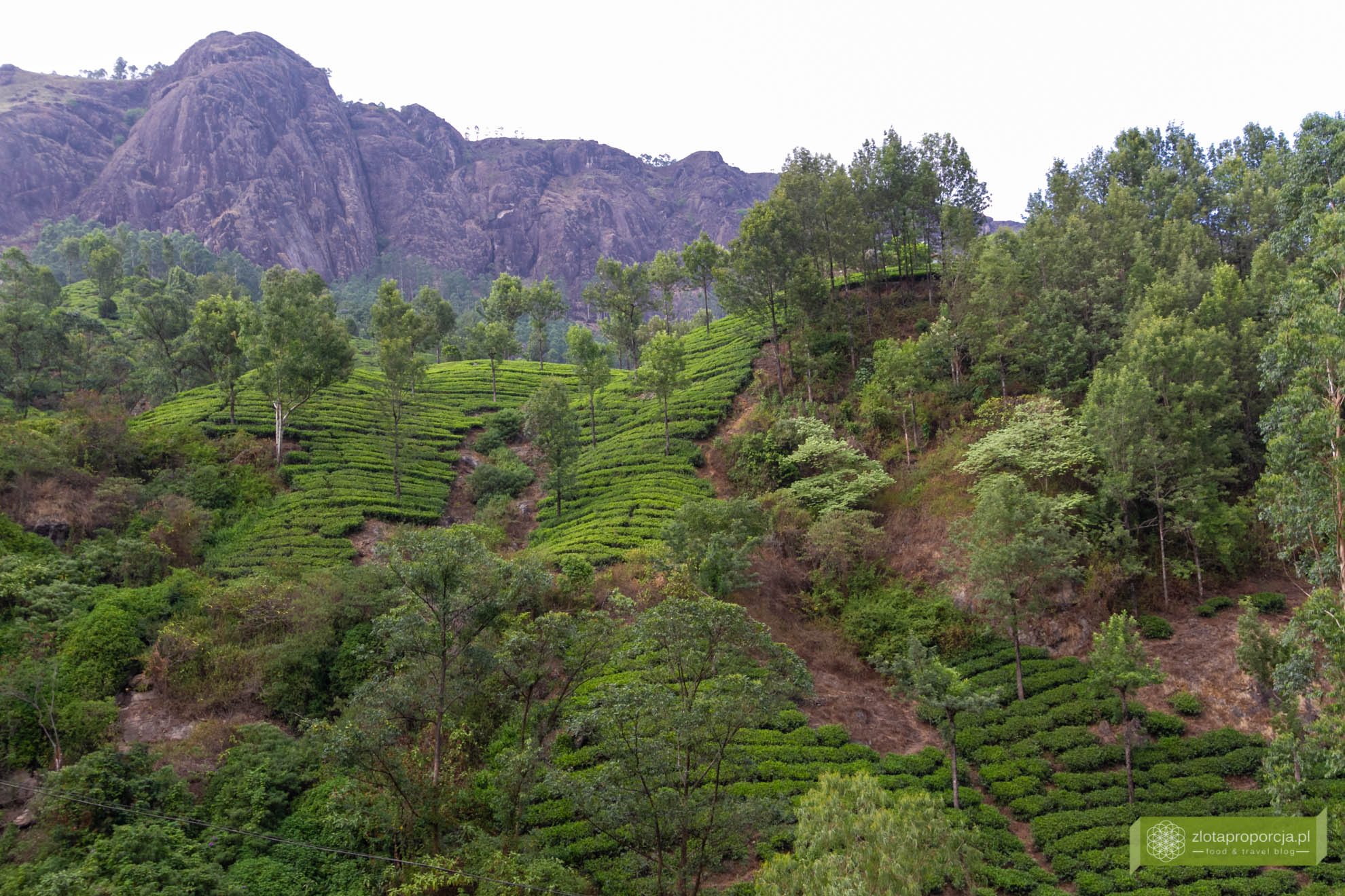 Munnar, Indie, Kerala,; plantacja herbaty, plantacje w Kerali; ciekawe miejsca Kerala, atrakcje Kerala; jak powstaje herbata
