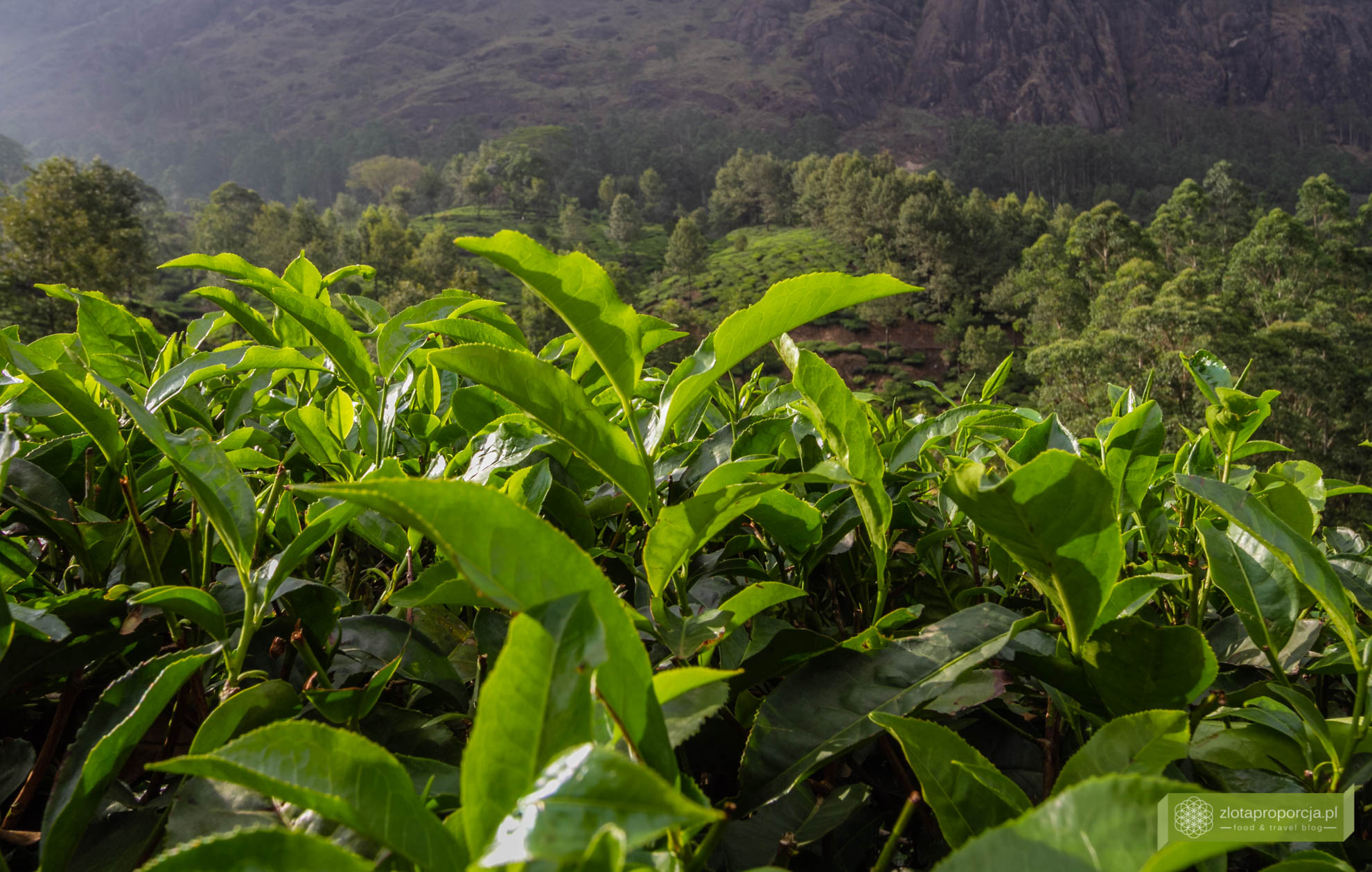 Munnar, Indie, Kerala,; plantacja herbaty, plantacje w Kerali; ciekawe miejsca Kerala, atrakcje Kerala; jak powstaje herbata