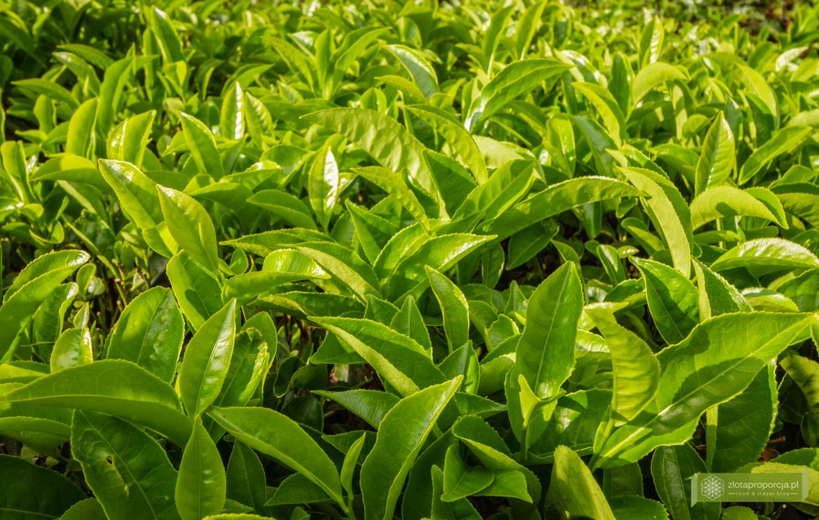 Munnar, Indie, Kerala,; plantacja herbaty, plantacje w Kerali; ciekawe miejsca Kerala, atrakcje Kerala; jak powstaje herbata