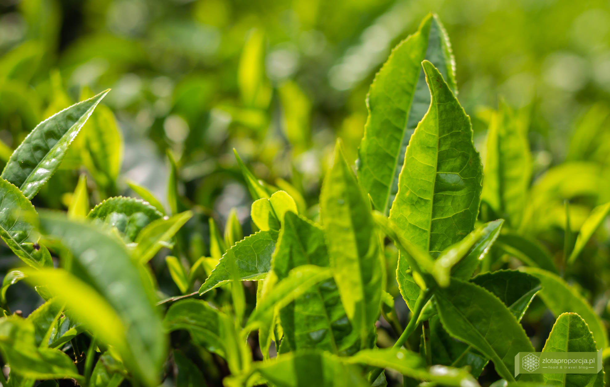 Munnar, Indie, Kerala,; plantacja herbaty, plantacje w Kerali; ciekawe miejsca Kerala, atrakcje Kerala; jak powstaje herbata