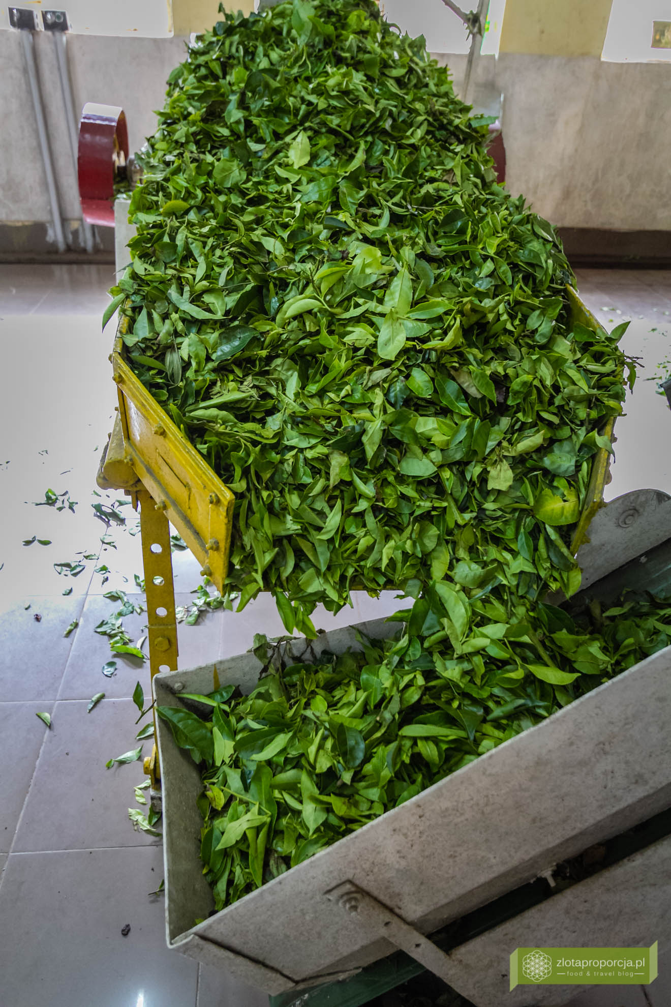 Munnar, Indie, Kerala,; plantacja herbaty, plantacje w Kerali; ciekawe miejsca Kerala, atrakcje Kerala; jak powstaje herbata