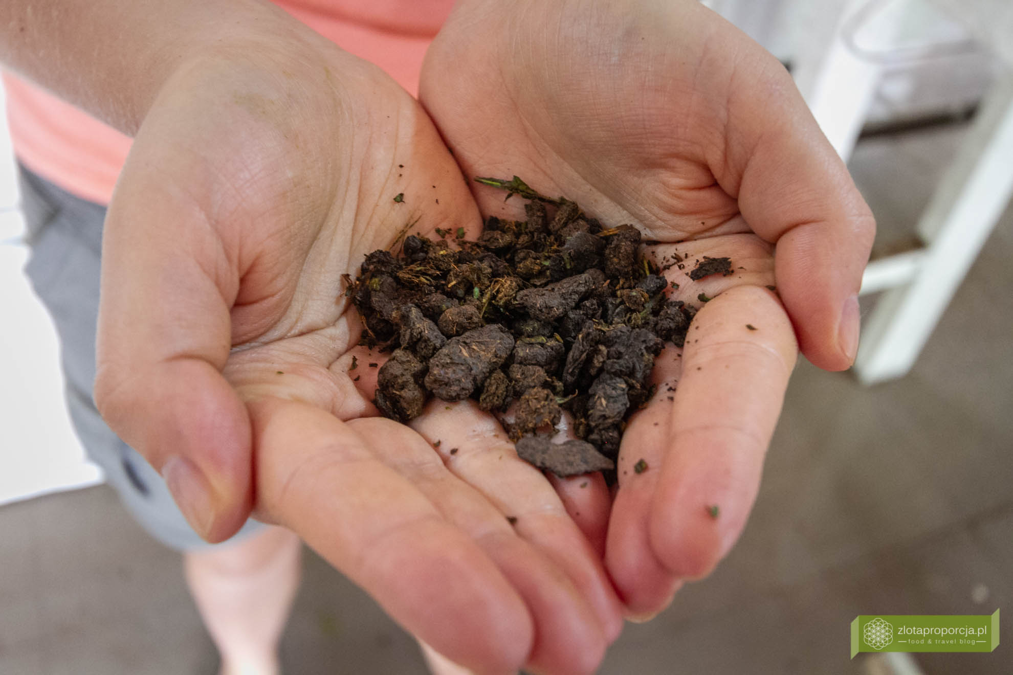 Munnar, Indie, Kerala,; plantacja herbaty, plantacje w Kerali; ciekawe miejsca Kerala, atrakcje Kerala; jak powstaje herbata