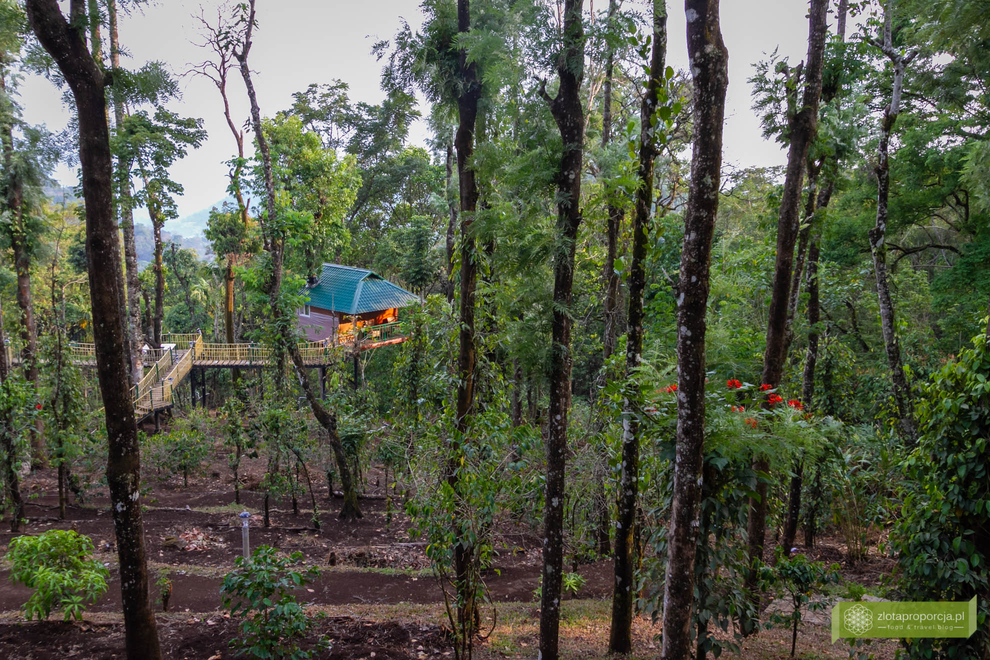 Munnar, Indie, Kerala,; plantacja przypraw, przyprawy w Kerali; ciekawe miejsca Kerala, atrakcje Kerala; , domek na drzewie