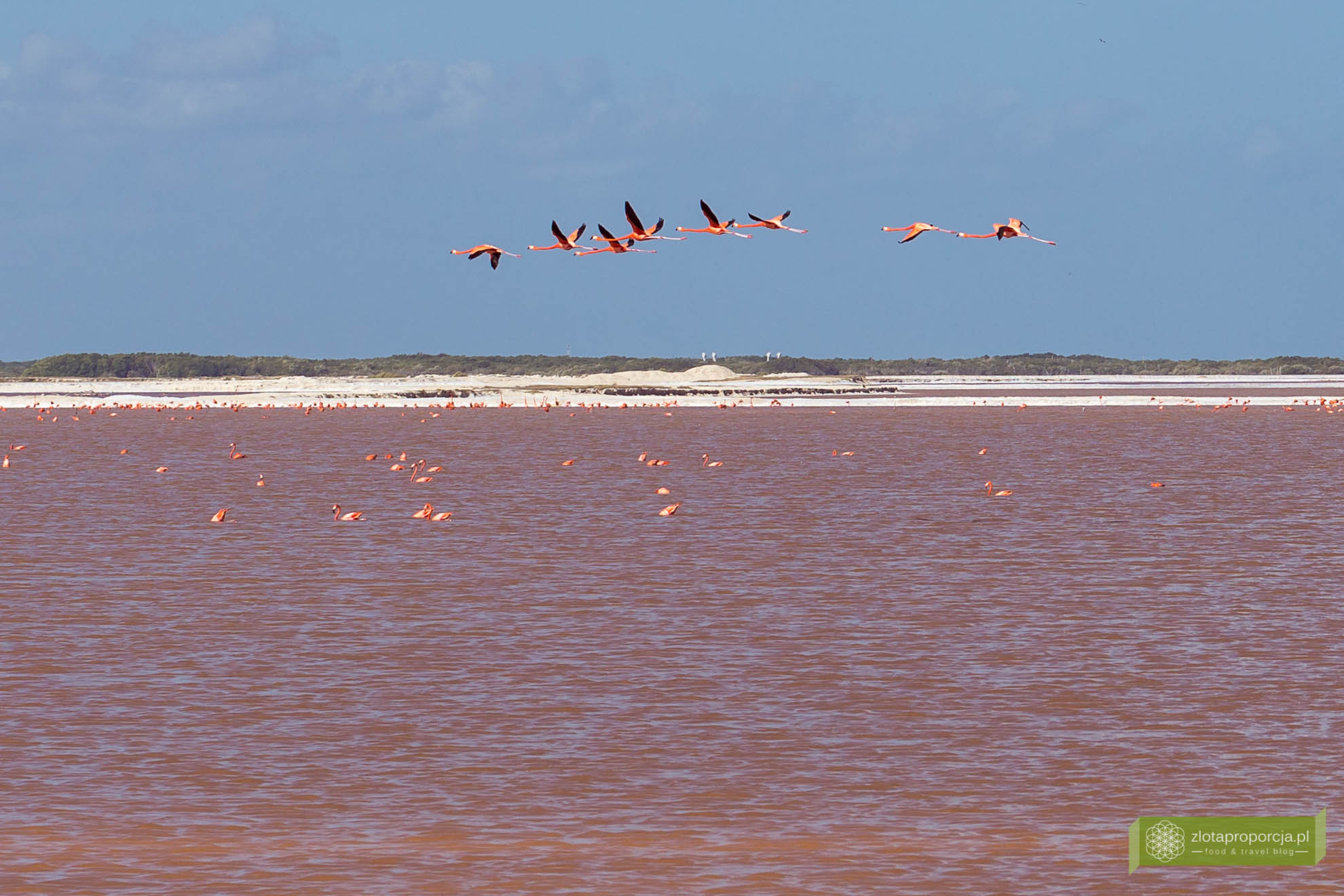 Rio Lagartos, Las Coloradas, różowa laguna w Meksyku, różowe jeziorka, Jukatan, atrakcje Jukatanu, co zobaczyć na Jukatanie; różowe flamingi