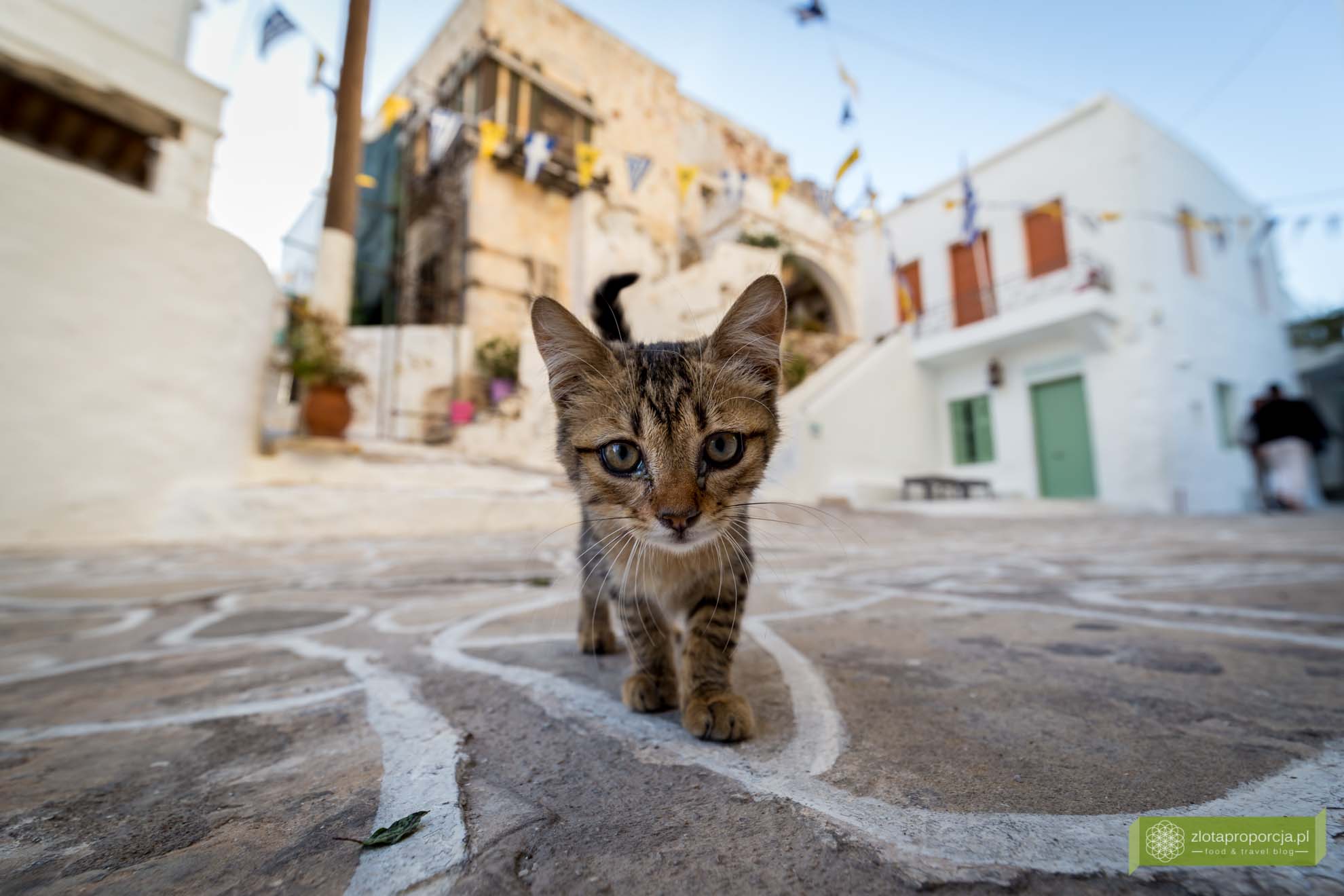 Kimolos, wyspa Kimolos, Cyklady, wyspy cykladzkie, okolice Milos, Chorio, kot grecki, Grecja